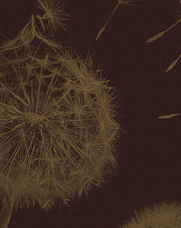 Панно и фотообои Italreflexes Macro Taraxacum-003/PureGold