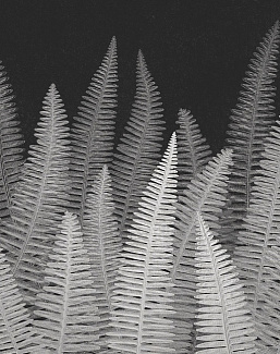 Панно и фотообои Italreflexes Macro Fern-005/Slate