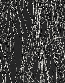 Панно и фотообои Italreflexes Macro Virginia Creeper-007/Slate