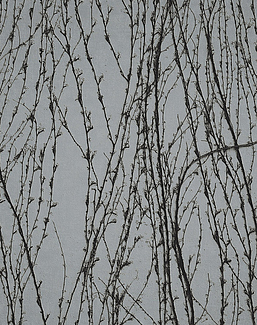Панно и фотообои Italreflexes Macro Virginia Creeper-007/Silver
