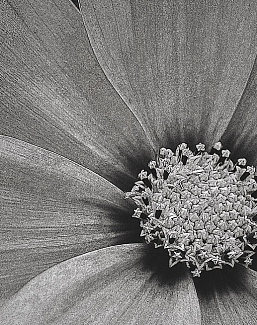Панно и фотообои Italreflexes Macro Flower-013/Slate