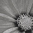 Панно и фотообои Italreflexes Macro Flower-013/Slate
