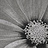 Панно и фотообои Italreflexes Macro Flower-013/Slate