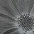 Панно и фотообои Italreflexes Macro Flower-013/Silver