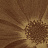 Панно и фотообои Italreflexes Macro Flower-013/Gold
