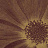 Панно и фотообои Italreflexes Macro Flower-013/PureGold