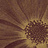 Панно и фотообои Italreflexes Macro Flower-013/PureGold