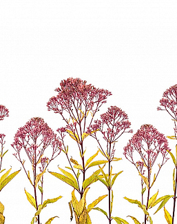 Панно и фотообои ID Wall Botanica ID048011