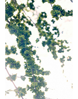 Панно и фотообои ID Wall Botanica ID048014