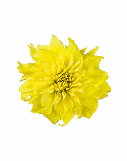 Панно и фотообои ID Wall Botanica ID048028