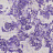 Обои Designers Guild Palasini PDG647/09