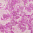 Обои Designers Guild Palasini PDG647/10