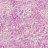 Обои Designers Guild Sukumala PDG640/10