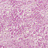 Обои Designers Guild Sukumala PDG640/10