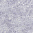 Обои Designers Guild Sukumala PDG640/11