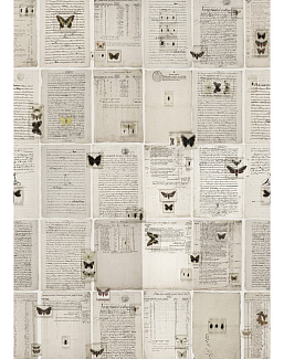 Панно и фотообои Rebel Walls No 7 Curious R14251