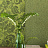 Обои Designers Guild Casablanca PDG1042/11