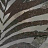 Обои Phillip Jeffries Gallery 6096