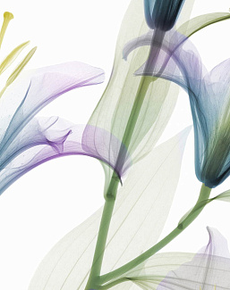 Обои Glamora Creative Wallcovering GL1001A