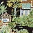 Обои Thibaut Eden T20825