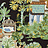 Обои Thibaut Eden T20825