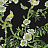 Обои Thibaut Eden T20845
