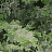 Обои Arte Les Forets 48010
