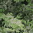 Обои Arte Les Forets 48010