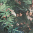 Панно и фотообои Lizzo Legend WILDGARDEN05
