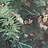 Панно и фотообои Lizzo Legend WILDGARDEN05