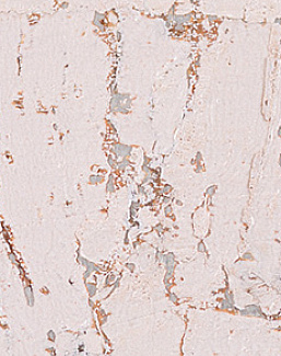 Обои Innovations Collection Gilden Cork GCO-101 WHITE SILVER