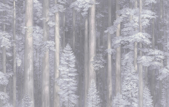 Российские панно и фотообои Applico, коллекция Six, артикул 0087-S1