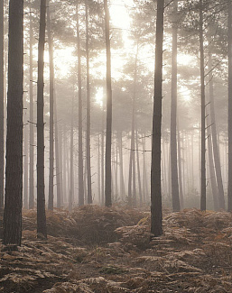 Панно и фотообои Aura Atmosphere G78426