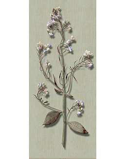 Панно и фотообои Iksel Scenic & Architectural Wallpapers Herbier Herb7