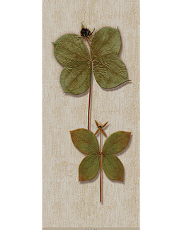 Панно и фотообои Iksel Scenic & Architectural Wallpapers Herbier Herb10