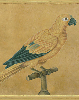 Панно и фотообои Iksel Scenic & Architectural Wallpapers Johann Walter Birds Walt3