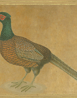 Панно и фотообои Iksel Scenic & Architectural Wallpapers Johann Walter Birds Walt4