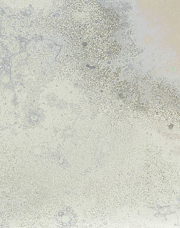 Панно и фотообои Calico Inverted Spaces Andromeda