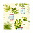 Обои Thibaut Waterlily T1156