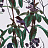 Обои Witch & Watchman Wallpaper Collection Folia Light