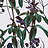 Обои Witch & Watchman Wallpaper Collection Folia Light