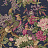 Обои Wallquest English Rose EN10909