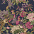 Обои Wallquest English Rose EN10909