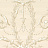 Обои Little Greene Revolution Papers 0284VEDARKP