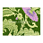 Обои Designers Guild Arabella P496/02