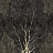 Обои Factura Collection 2021 FORESTA/10