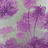 Обои Matthew Williamson Samana W6652-05
