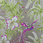 Обои Matthew Williamson Samana W6655-03