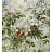 Обои Zuber Roses Anciennes ROSES-ANCIENNES-P-08