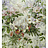 Обои Zuber Roses Anciennes ROSES-ANCIENNES-P-08